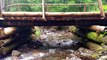 Tranquil River Flow: 1-Hour Relaxing Video with Serene Water Flowing Under a Wooden Bridge