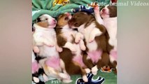 AWW Dog SOO Cute! Cute baby Dogs Videos Compilation Cute Moment of The Animal
