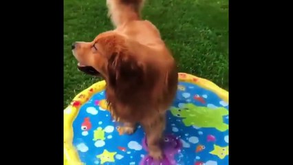 Funny And Cute Dogs  and Puppies Compilation 2021_ Try Not To Laugh