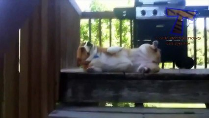 Funny, Cute and Guilty Dogs Videos  Best Of The Best Guilty Compilation!