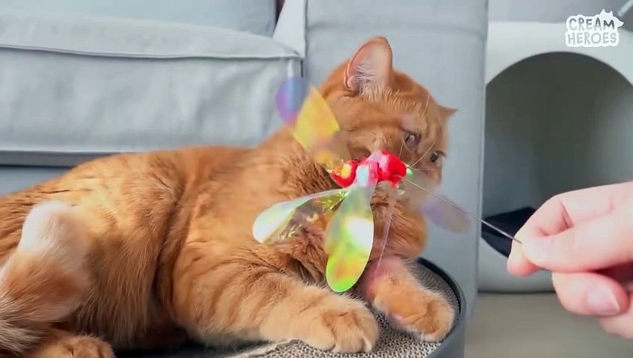  When cats saw a toy