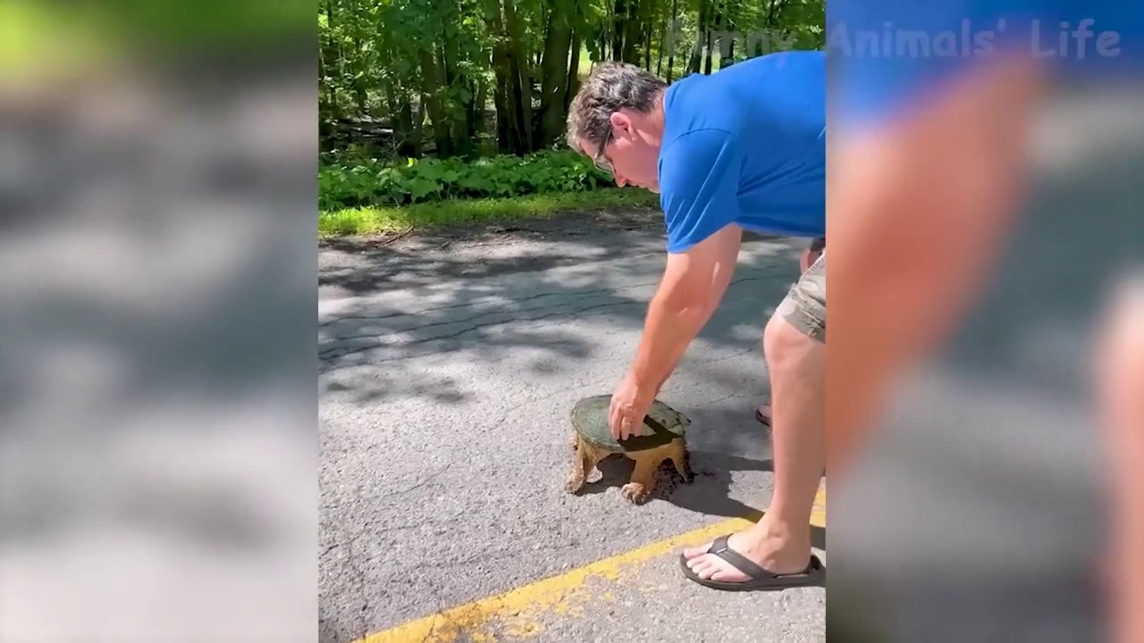 Best Animal Videos 2023  - Funniest Dogs  And Cats