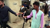 شاهد: رافعات عمودية ممتدة تنزل الأبقار عن أسطح المنازل في باكستان قبل عيد الأضحى