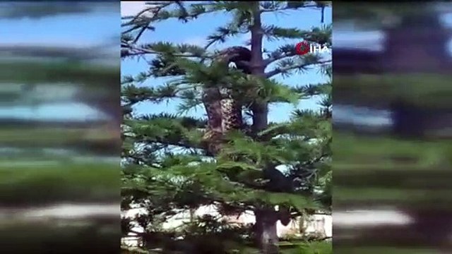 Herkes bu görüntüyü konuşuyor! Anakonda büyüklüğündeki yılan şoke etti