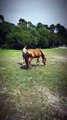Laure Manaudou a partagé une vidéo de sa fille Manaudou.La fille de Laure Manaudou et Frédérick Boursquet avec son cheval sur Instagram, ce dimanche 18 juin 2023.© Instagram / lauremanaudouoff