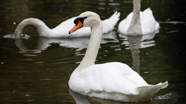 Video: Cisnes terminaron drogados luego de comer amapolas en una plantación