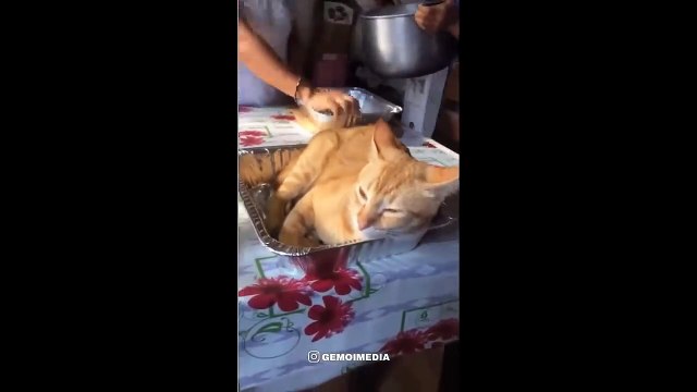 It's To LAUGH When Watching This Video Of The FUNNIEST CATS On Earth - Funny Cats Life