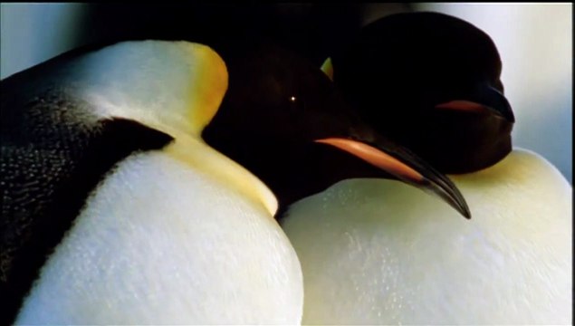 La Marche de l'empereur Bande-annonce (FR)