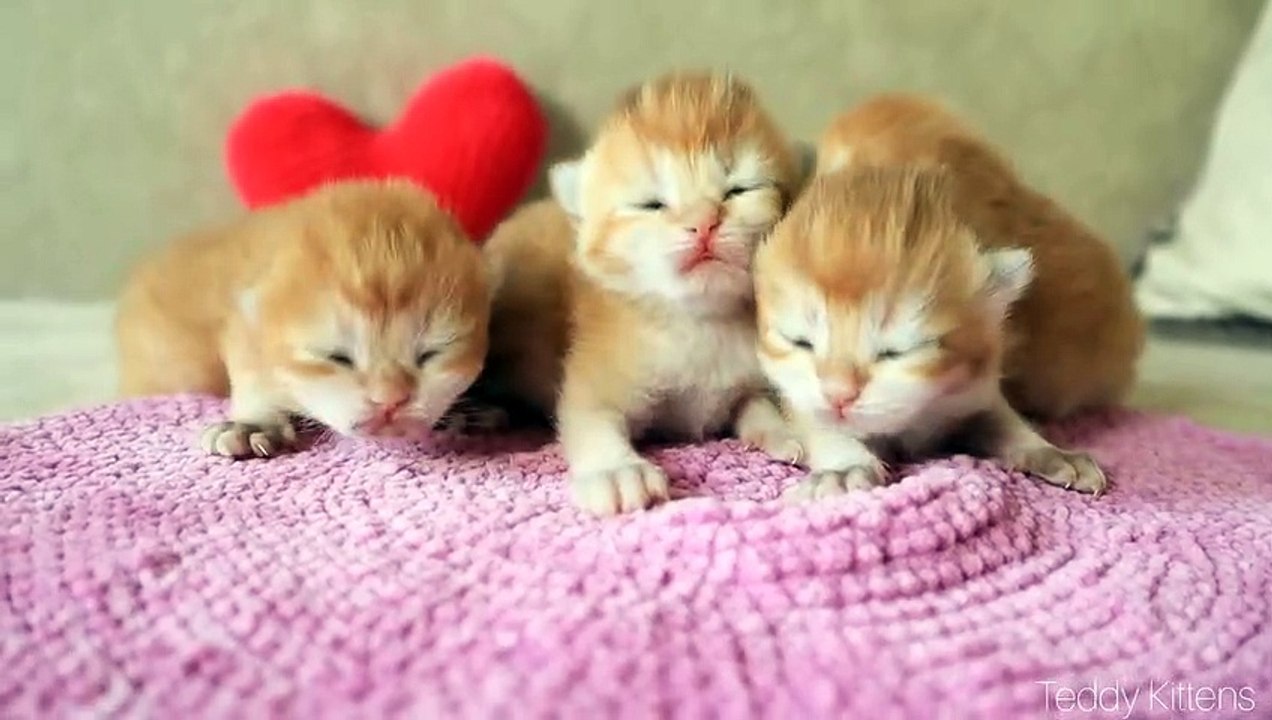 6 Days After Birth _ Anabel and her first baby kittens _ Cuteness _ Video 2020