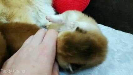 11 Days After Birth _ Adorable Cutie Meowing Kittens _ Video 2020 ASMR