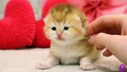 12 Days After Birth _ Adorable Cutie Baby Kittens _ Video 2020 Compilation