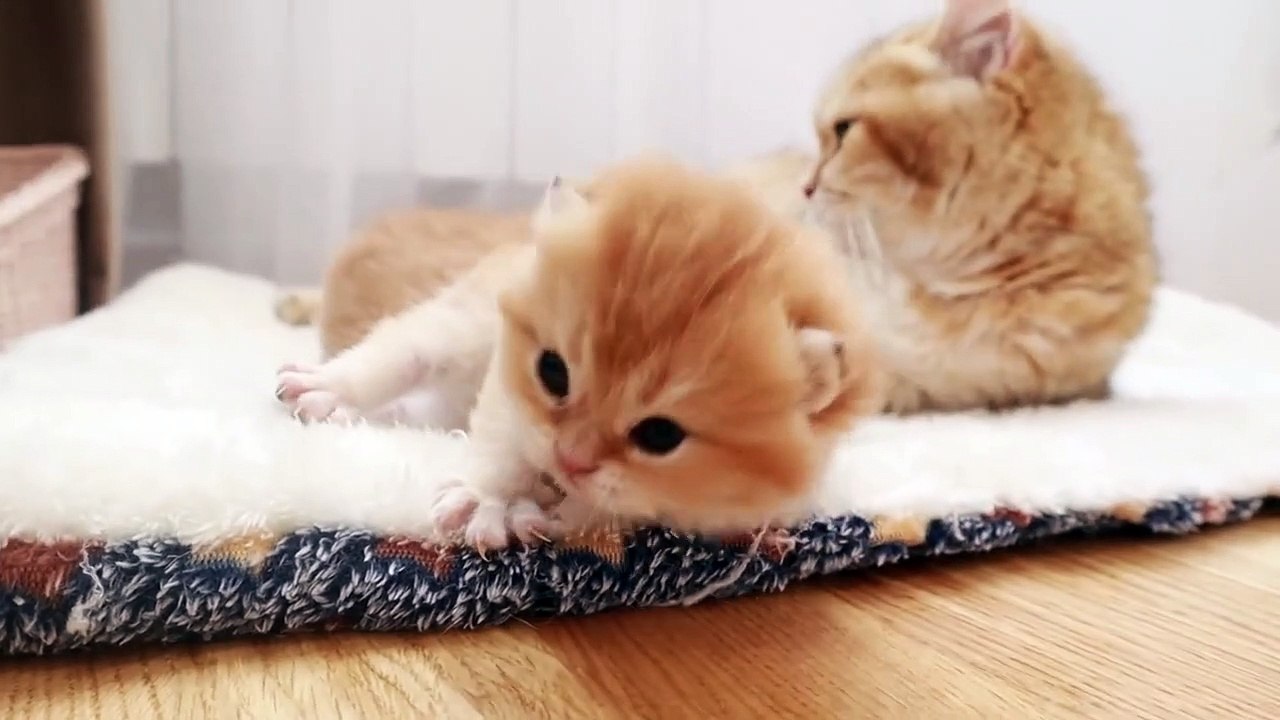 17 Days After Birth _ Adorable little kittens opened eyes and meows