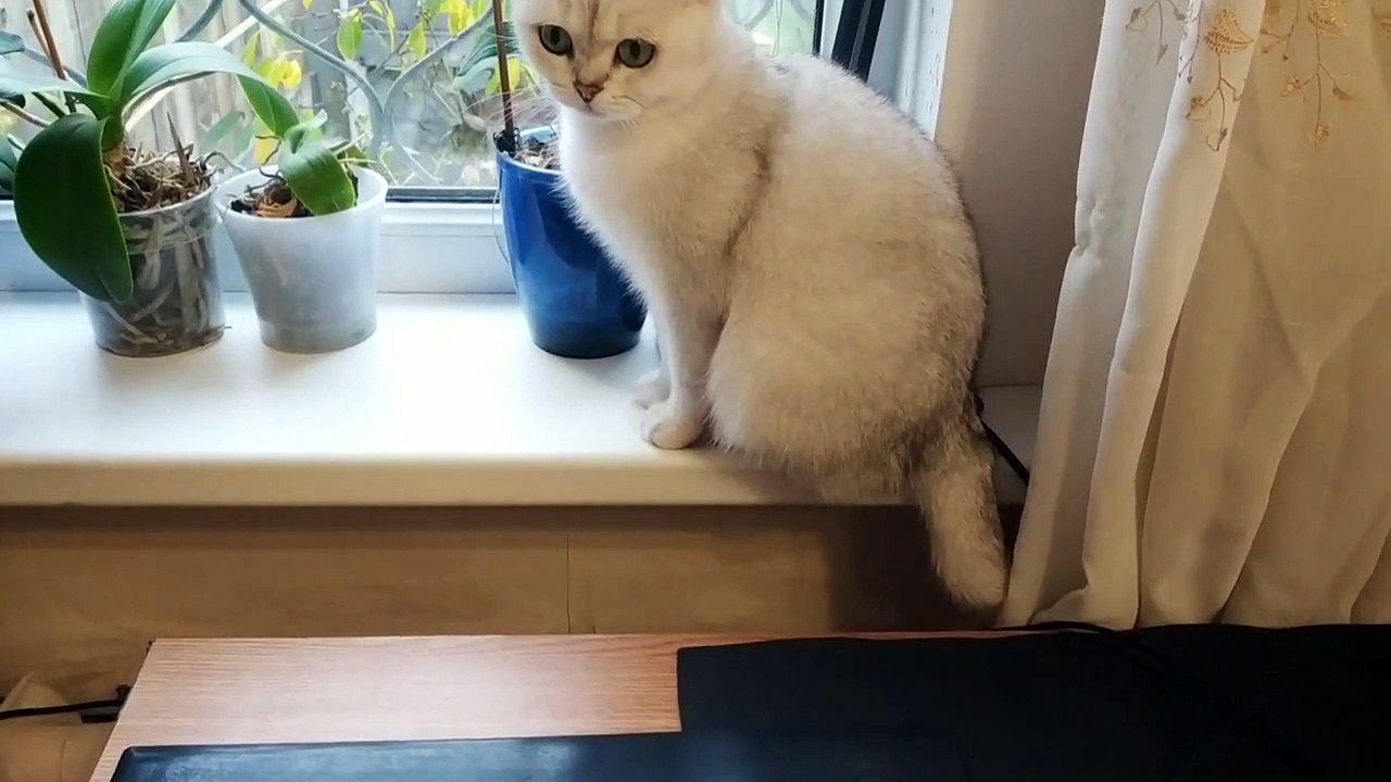 Will a Cat Eat a Calcium Pill With Delicious Vitamins_