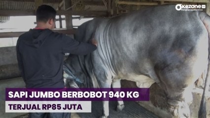 Sapi Jumbo Berbobot 940 Kilogram di Bandung Barat Dibeli Presiden Jokowi Rp85 Juta