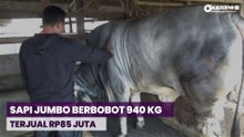 Sapi Jumbo Berbobot 940 Kilogram di Bandung Barat Dibeli Presiden Jokowi Rp85 Juta