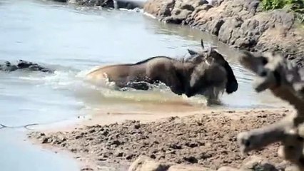 Crocodile Hunt wildebeest vs Lion vs Gazelle vs Leopard vs Forest Buffalo