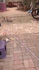 cat Cutest thing you'll see today