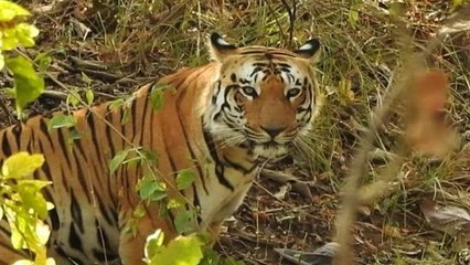 नौरादेही: फादर ऑफ टाइगर की जान लेने वाला बाघ N-3 जंगल में गुम, वह भी घायल