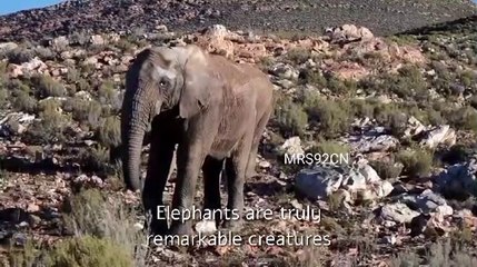 Elephants are truly fascinating creatures