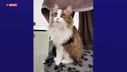 Chat renversé : La SNCF attendue devant la justice