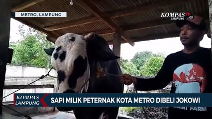 Sapi 917 Kg Milik Peternak Kota Metro Lampung Dibeli Presiden Jokowi