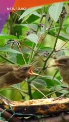 Dazzling Wild Birds