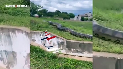 Devasa anakonda yılanını böyle görüntüledi