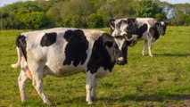 Fürs Klima: Irland will Hunderttausend Kühe töten