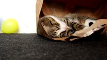 Funny Cat Loves to Sit in a Paper Bag (10)
