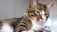 Funny Cat Plays with a Fly