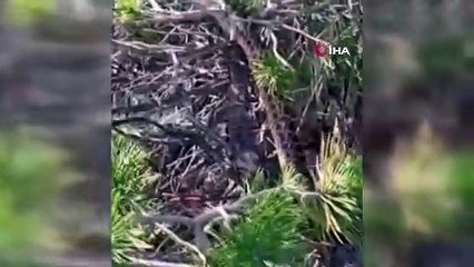 Tunceli'de sarı yılan çam ağacında böyle görüntülendi