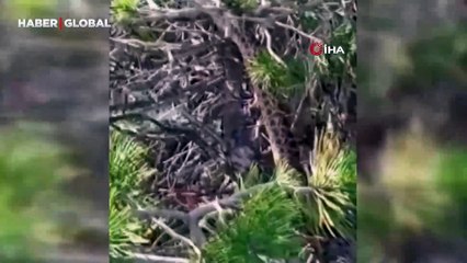 Bahçesinde yakaladı: Türkiye'de yaşayan en büyük 'yılan' Tunceli'de görüntülendi!