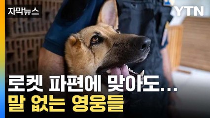 [자막뉴스] 로켓 파편에 맞아도...'말 없는 영웅들' / YTN