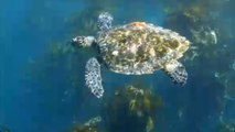 Diver relishes once-in-a-lifetime opportunity of swimming alongside Hawksbill Turtle (endangered)