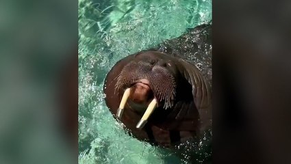 Walrus whistles happily as he plays in water at aquarium