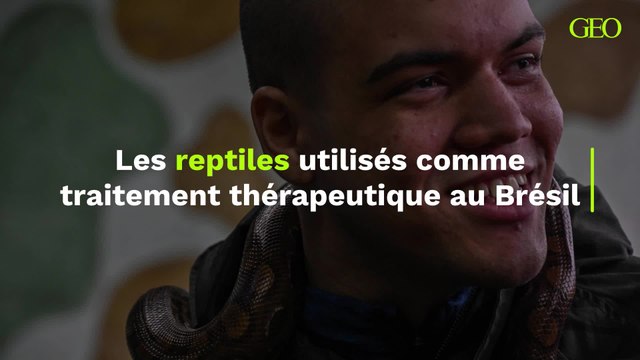 Les reptiles utilisés comme traitement thérapeutique au Brésil
