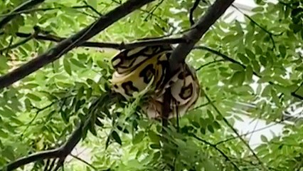 Rescatan a una serpiente de 15 kilos de un árbol en Barcelona