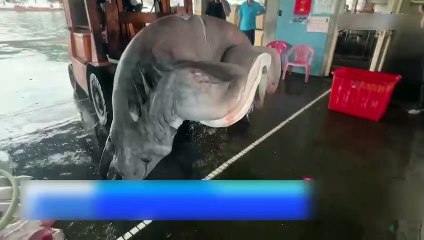 Tayvan'da tarih öncesi tür olarak nitlelendirilen 800 kilogram ağırlığındaki goblin köpek balığı yakalandı
