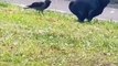 #funnypets   watch till the end  Follow for more  - ls_1 #doglover #cuteanimals #petstagram #animalslover #funnyanimals #animalsofinstagram #catlover #animals #funnyvideos #funnycats #england #usa #travel