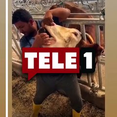 Kurbanlık hayvana zorla bira içirdi!