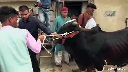 Bovini issati sui tetti per la festa musulmana del sacrificio