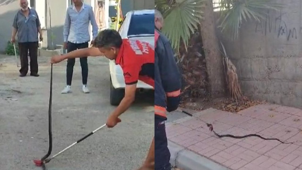 Havalar ısındı yılanlar yerleşim yerlerine indi