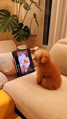 #funnypets   watch till the end  Follow for more - @funny.animals_1 #doglover #cuteanimals #animalslover #funnyanimals ##catlover #animals #funnyvideos  avel_2