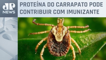 Estudo mostra potencial para vacina contra a febre maculosa