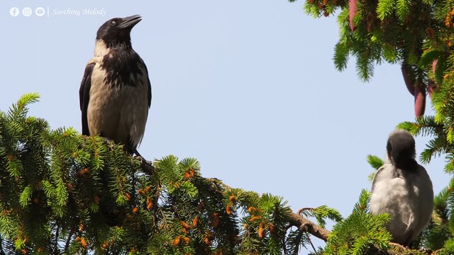 Лечебная Музыка для Снятия Стресса, Усталости, Депресии, Негатива, Детокс негативных эмоций #34