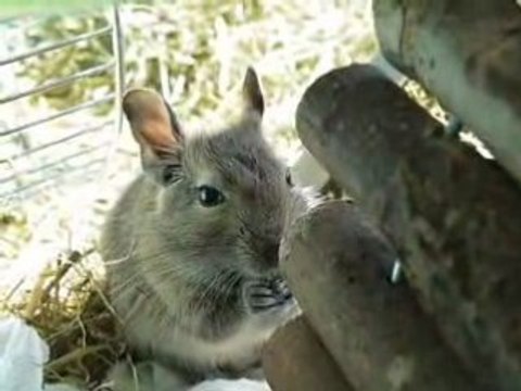 Filou et Didou: Bébés octodons