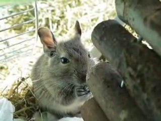Filou et Didou: Bébés octodons