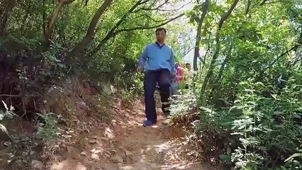 Çin'de Antik Gürgen Ağaçlarından Oluşan Koru Keşfedildi