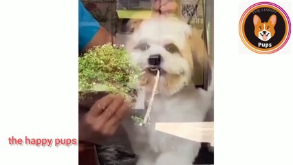 what da dog doin || funny animal videos#animals #cutedog