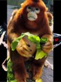 Golden Snub Nosed Monkey | Adorable golden monkey